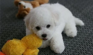 Bichon Frise disponibili imediat.  Asigur transport  - imagine 3