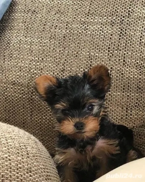 yorkshire terrier superbi
