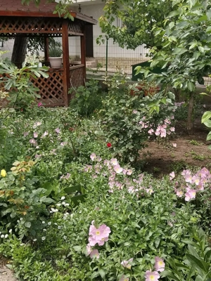 Constanta, Lazu, vila 5 camere, p+1, 360mp cu gradina deosebita - imagine 11