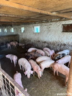 purcei de carne  - imagine 2