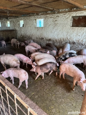 purcei de carne  - imagine 5