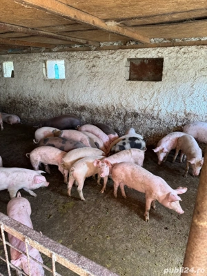 purcei de carne  - imagine 3