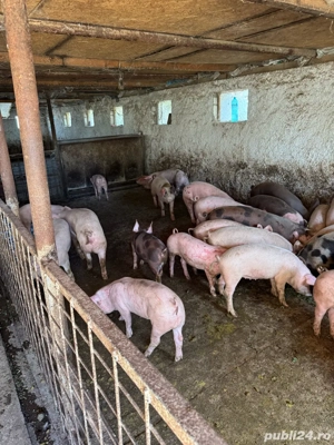 purcei de carne  - imagine 4