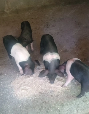 Purcei bazna caută casă 