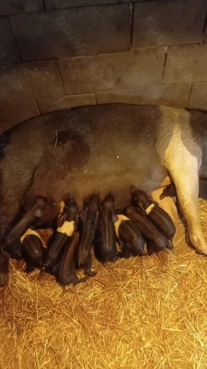 Purcei bazna caută casă  - imagine 2