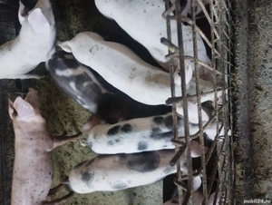 vând purcei 13 săptămâni  - imagine 2