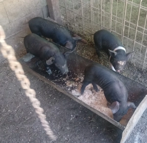 Purcei bazna caută casă  - imagine 3