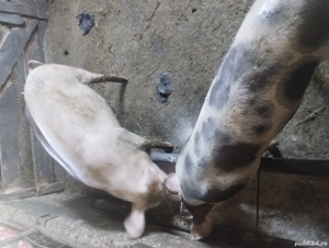 Vând  porci la 80 kg - imagine 2