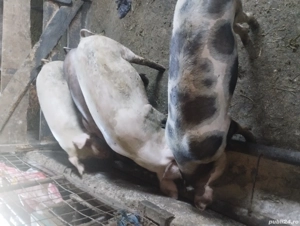 Vând  porci la 80 kg