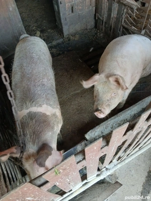 Vand porci - imagine 2 Vand porci - imagine 2