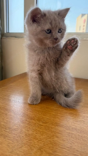 Pisicute british short hair - imagine 2 Pisicute british short hair - imagine 2