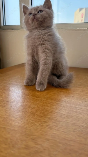 Pisicute british short hair