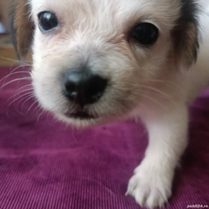 SNOW , un fulg de nea pentru adopție responsabilă .