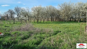 Casa cu teren 14,40 ari in Corod-Culciu jud Satu Mare - imagine 2