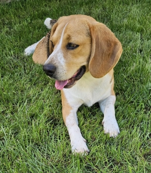 Caine Beagle  de vanzare  - imagine 3