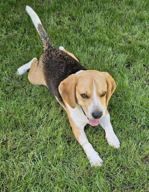 Caine Beagle  de vanzare  - imagine 4