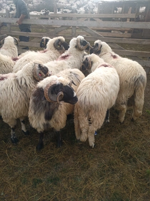 Berbeci breze - imagine 2