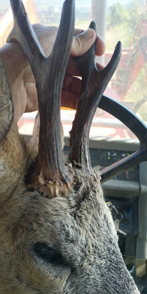 Berbeci breze - imagine 4