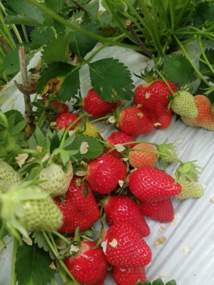 Vând stoloni de căpșuni soiul Jolie 