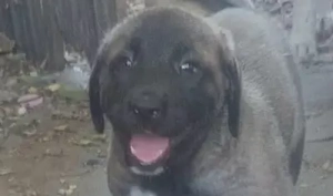 Pui ciobanesc Asia Centrala 1,5 luni femela