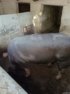 Porc de vanzare - imagine 4