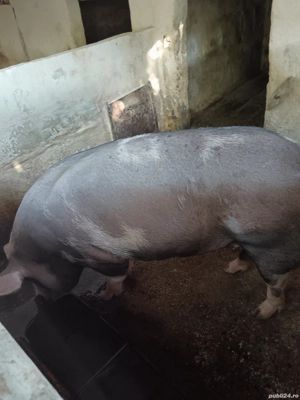Porc de vanzare - imagine 2