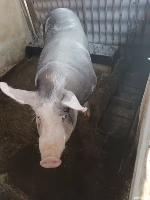 Porc de vanzare - imagine 3