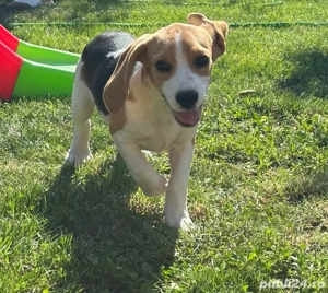 Beagle 18 saptamani