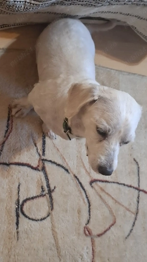 Tuns catei bichon 50 lei