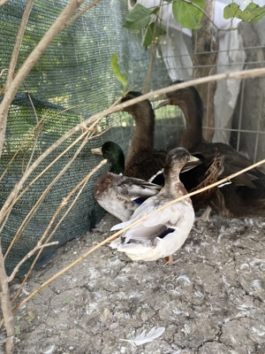 Vând rațe din rasa Pitice Olandeze  - imagine 2