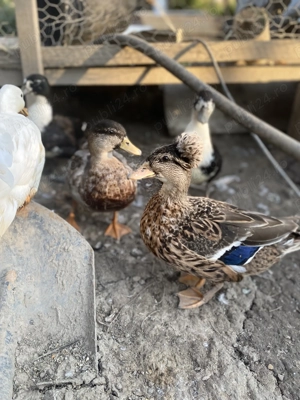 Vând rațe din rasa Pitice Olandeze 