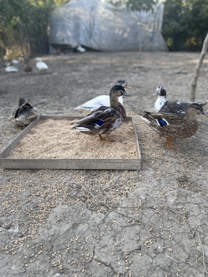 Vând rațe din rasa Pitice Olandeze  - imagine 3