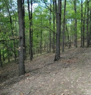 Vând pădure 63 ha de fag, stejar, gorun esență tare