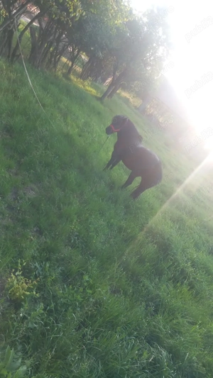 Vând 2 ponei iapa și armăsar  - imagine 4