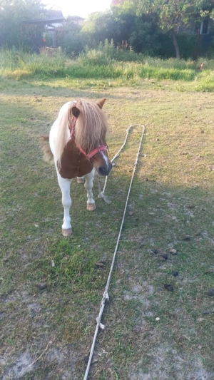 Vând 2 ponei iapa și armăsar  - imagine 2