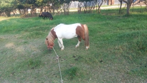 Vând 2 ponei iapa și armăsar  - imagine 3