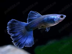  Vand Guppy blue moscow - direct din crescatoria proprie 10 RON