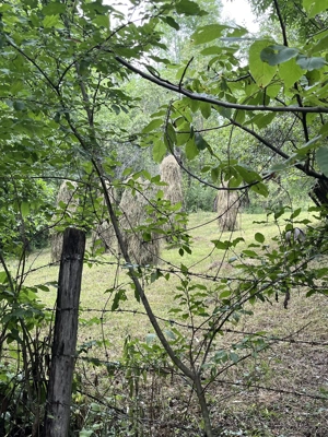 VAND CASA BATRANEASCA, 3,1 HA IN JURUL CASEI, COM.CETATENI - imagine 8