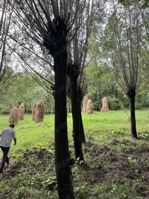 VAND CASA BATRANEASCA, 3,1 HA IN JURUL CASEI, COM.CETATENI - imagine 9