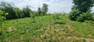 Casă 6 camere, livadă, 3 199 mp, Girisul Negru, Bihor. 42 000 E - imagine 4