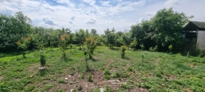 Casă 6 camere, livadă, 3 199 mp, Girisul Negru, Bihor. 42 000 E - imagine 5