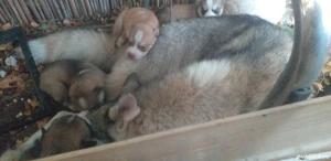 pui husky superbi - imagine 4