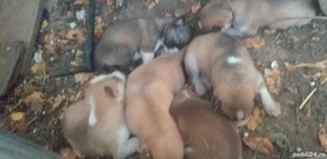 pui husky superbi - imagine 2