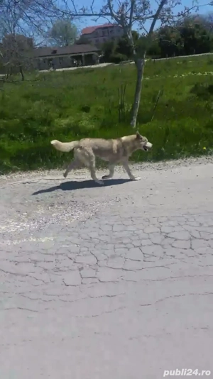 pui husky superbi - imagine 3