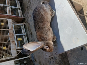 mascul uriaș german 7,5 luni - imagine 5