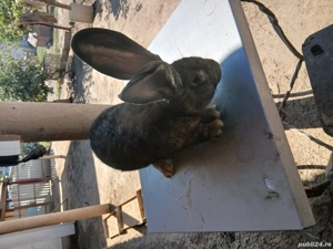 mascul uriaș german 7,5 luni