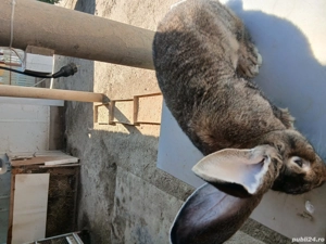 mascul uriaș german 7,5 luni - imagine 3