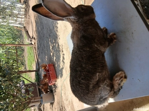 mascul uriaș german 7,5 luni - imagine 4