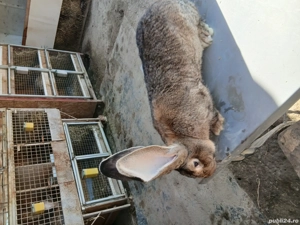 mascul uriaș german 7,5 luni - imagine 2