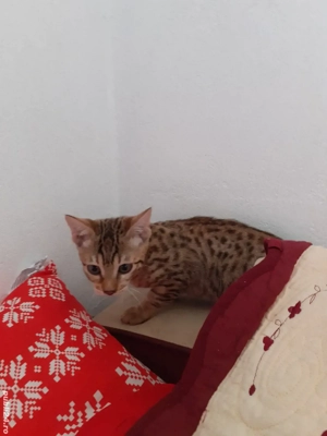 Savannah - imagine 4 Savannah - imagine 4